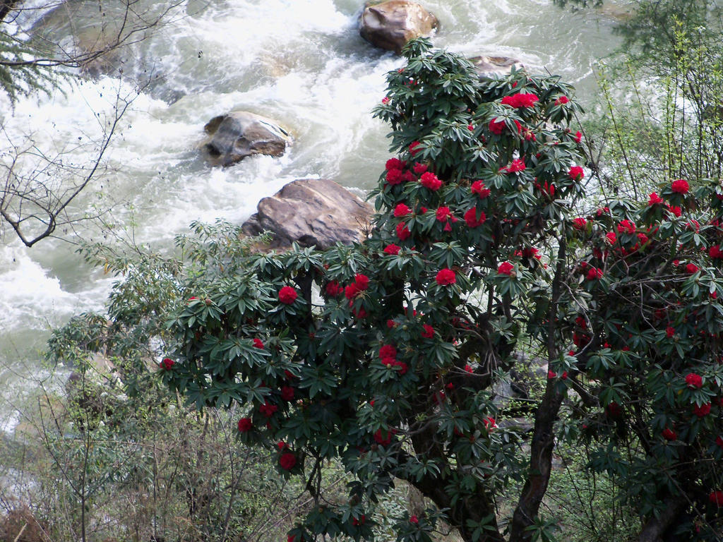 Parvati Kuteer Riverside Resort Kasol Ngoại thất bức ảnh